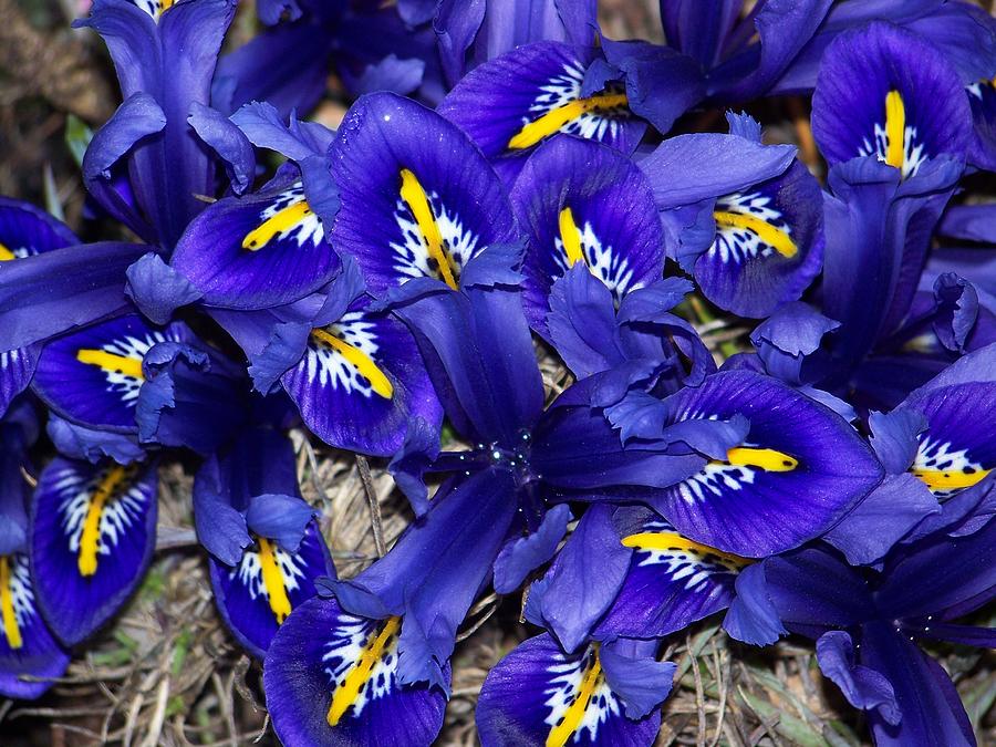 Purple Iris Photograph by Julie Rauscher