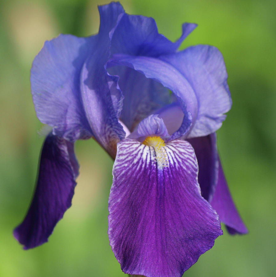 Purple Iris Photograph by Lea Rhea Photography