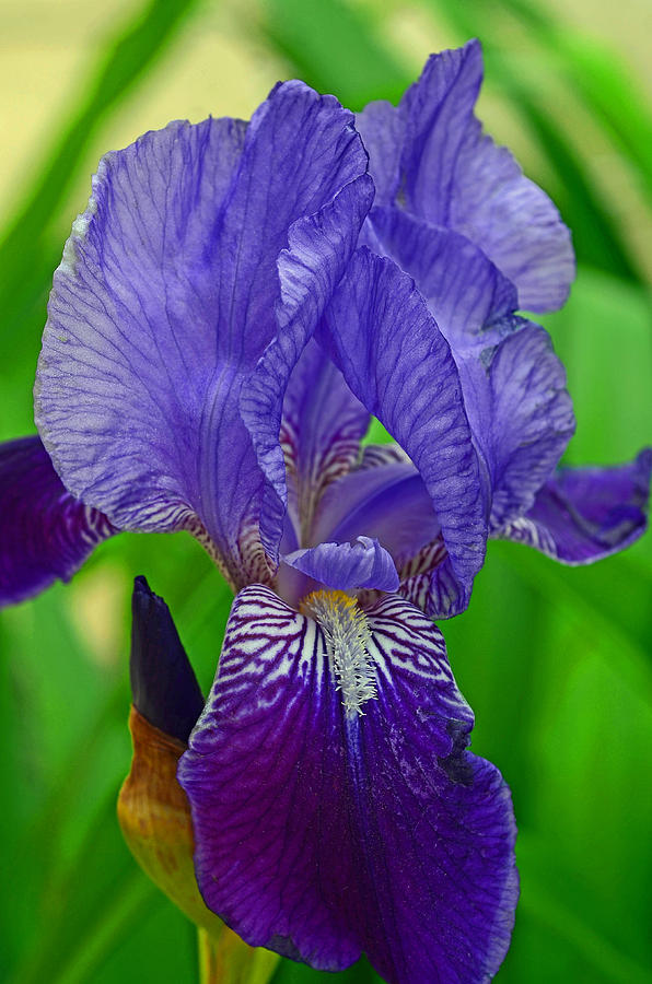 Purple Iris Photograph by Lisa Phillips