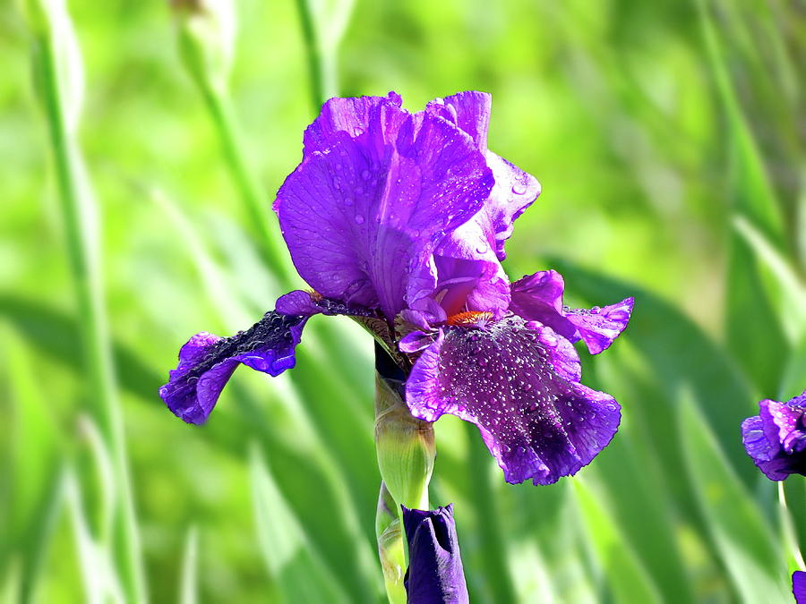 Purple Iris Photograph by Lyuba Filatova