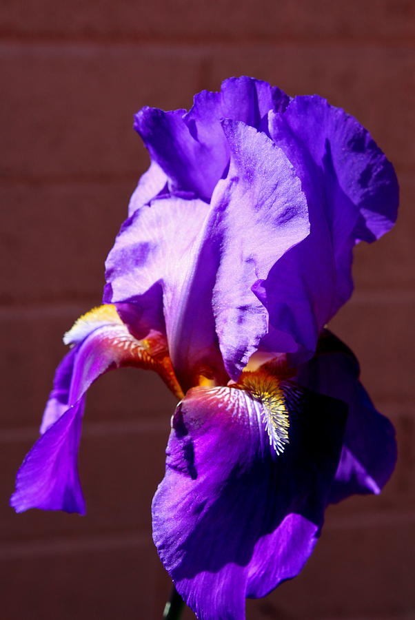 Purple Iris Photograph by M Diane Bonaparte