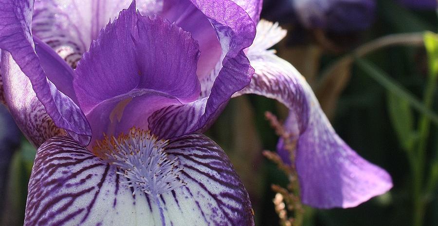 Purple Iris Macro Photograph by Bruce Bley