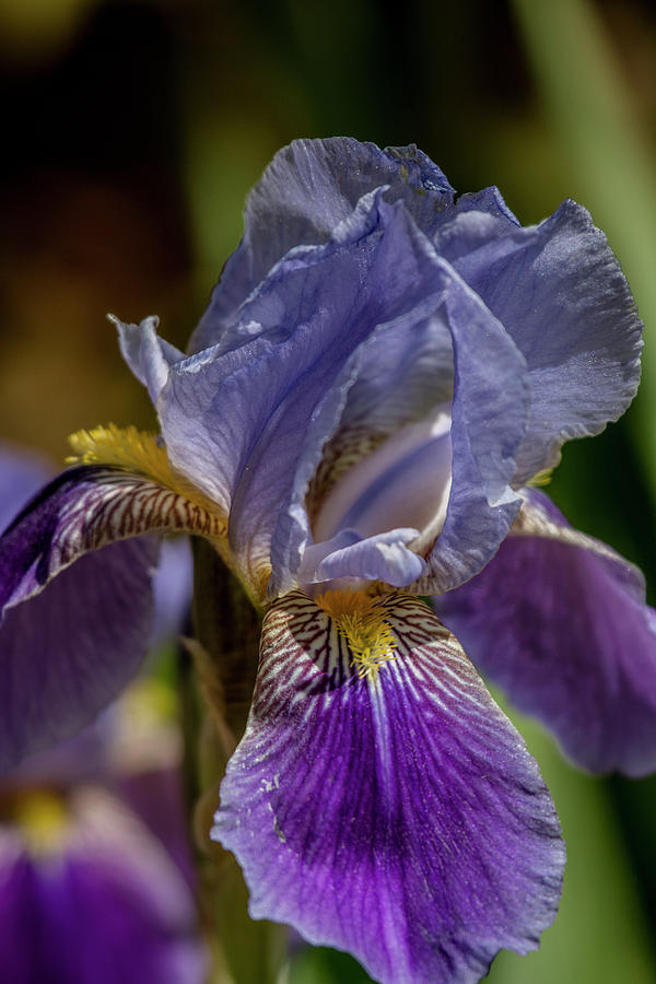 Purple Iris Macro Photograph by Teresa Wilson
