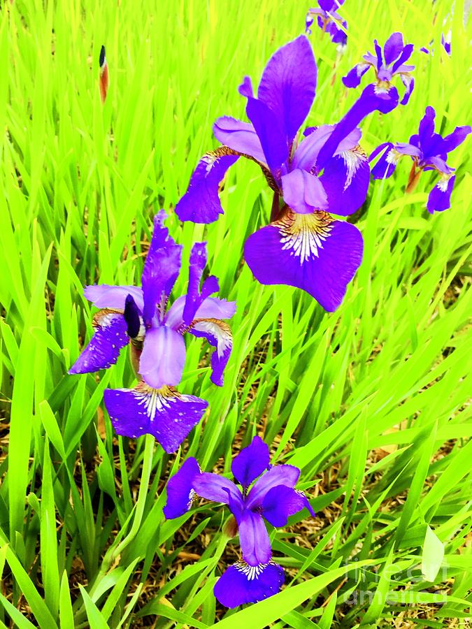 Purple Iris Majesty Photograph by Beth Saffer