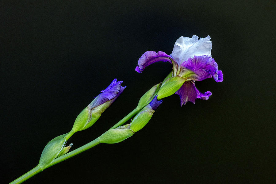 Purple Iris Photograph by Mark Harrington