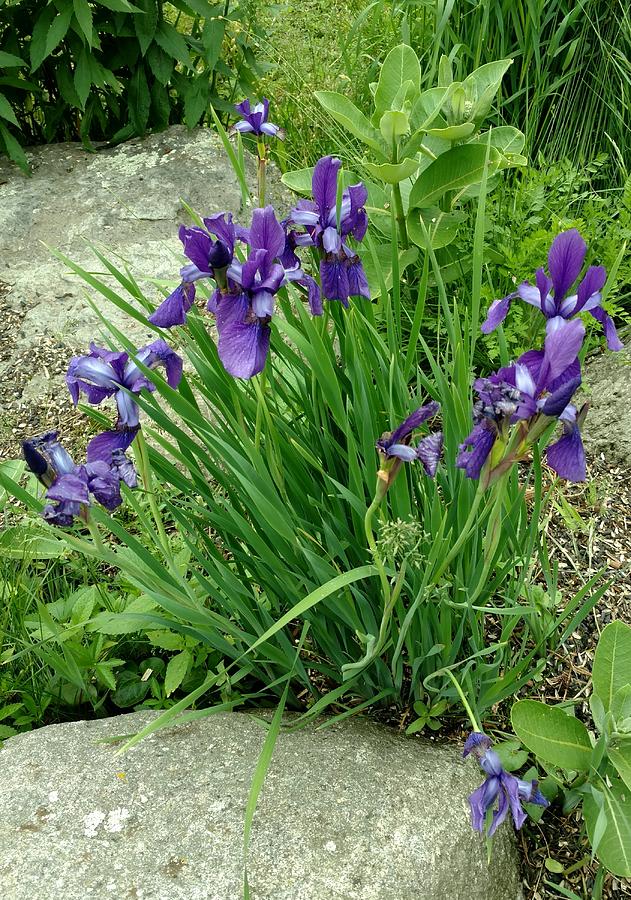 Purple Iris Photograph by Martha Knight Foster - Fine Art America