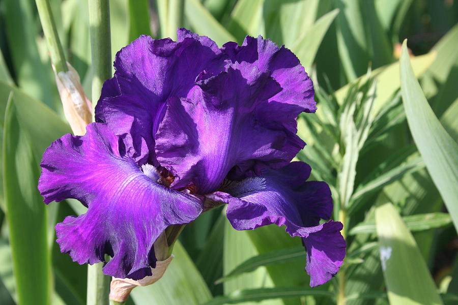 Purple Iris Photograph by Mary Gaines