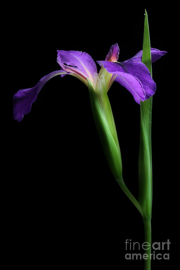 Iris Flower Photograph - Purple Iris by Michael Eingle