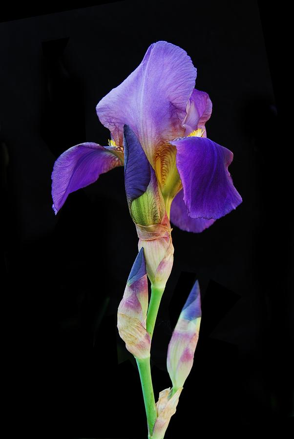 Flower Photograph - Purple Iris by Michael Peychich