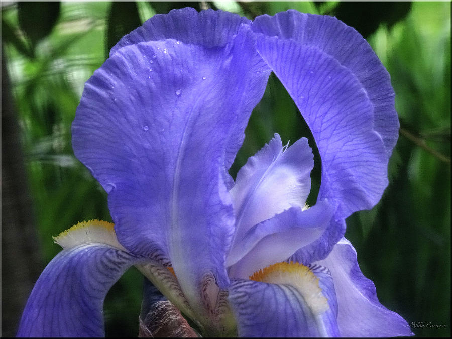 Purple Iris Photograph by Mikki Cucuzzo