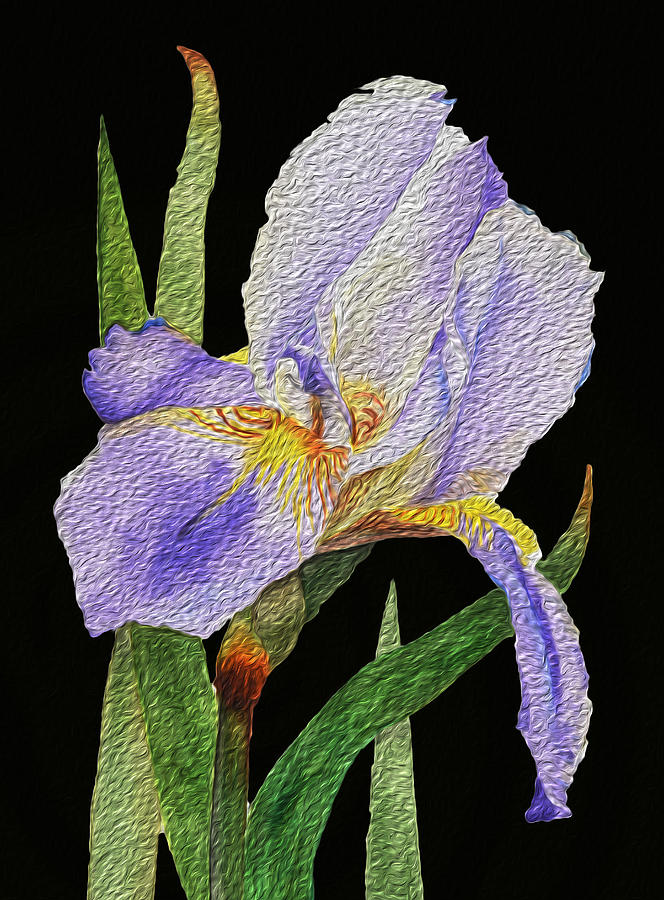 Purple Iris on Black Background Oil Paint Effect Photograph by Linda Brody