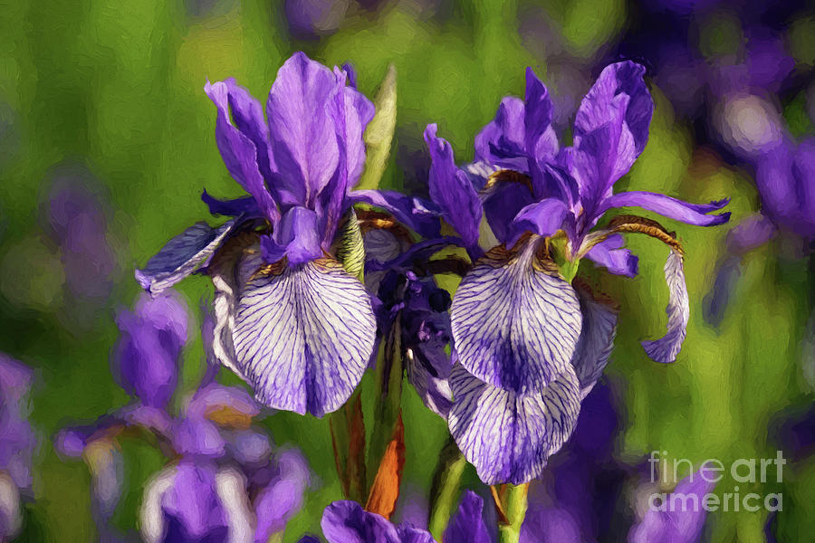 Iris Photograph - Purple Iris Painting by Rachel Cohen