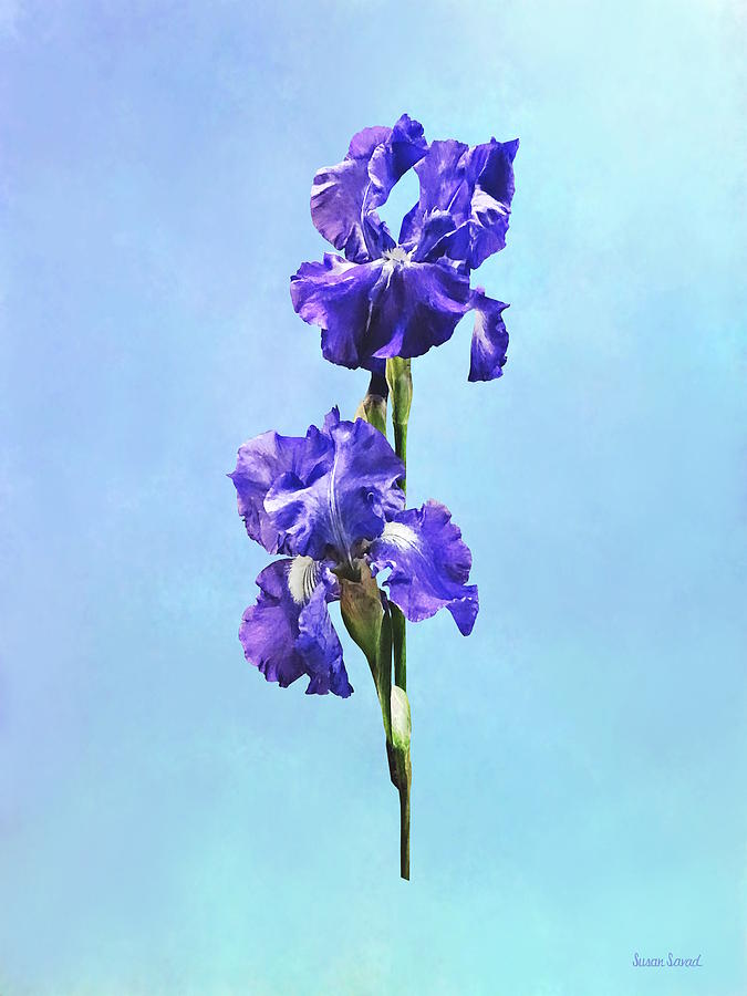 Purple Iris Pair Photograph by Susan Savad
