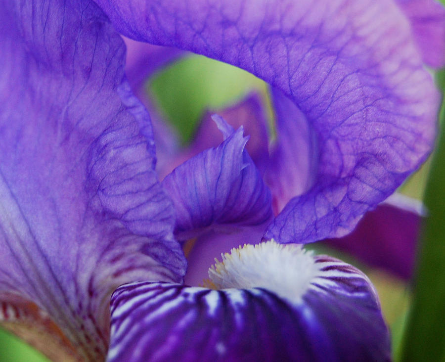 Purple Iris Photograph by Patty Vicknair