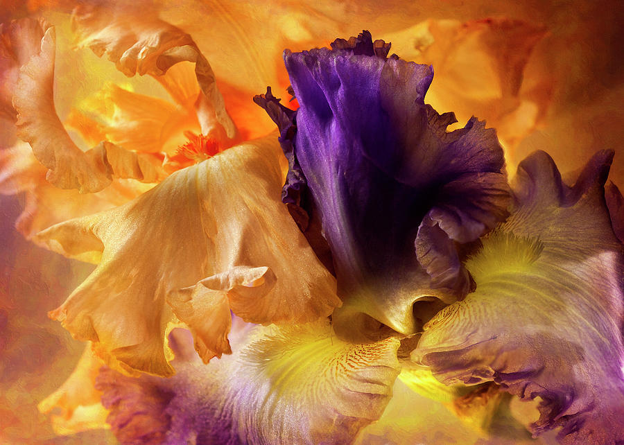 Purple Iris Photograph by Peggy Kahan