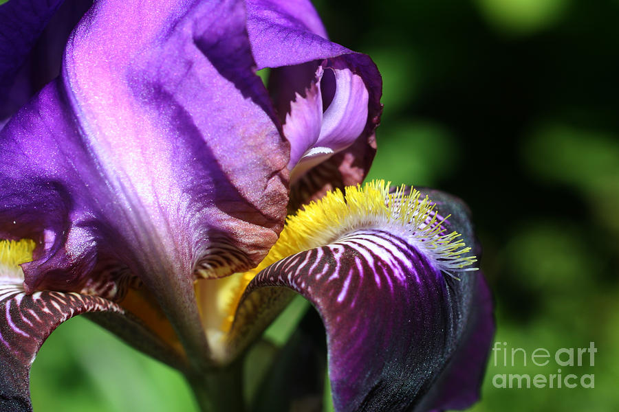 Purple Iris Petals Photograph by Smilin Eyes Treasures