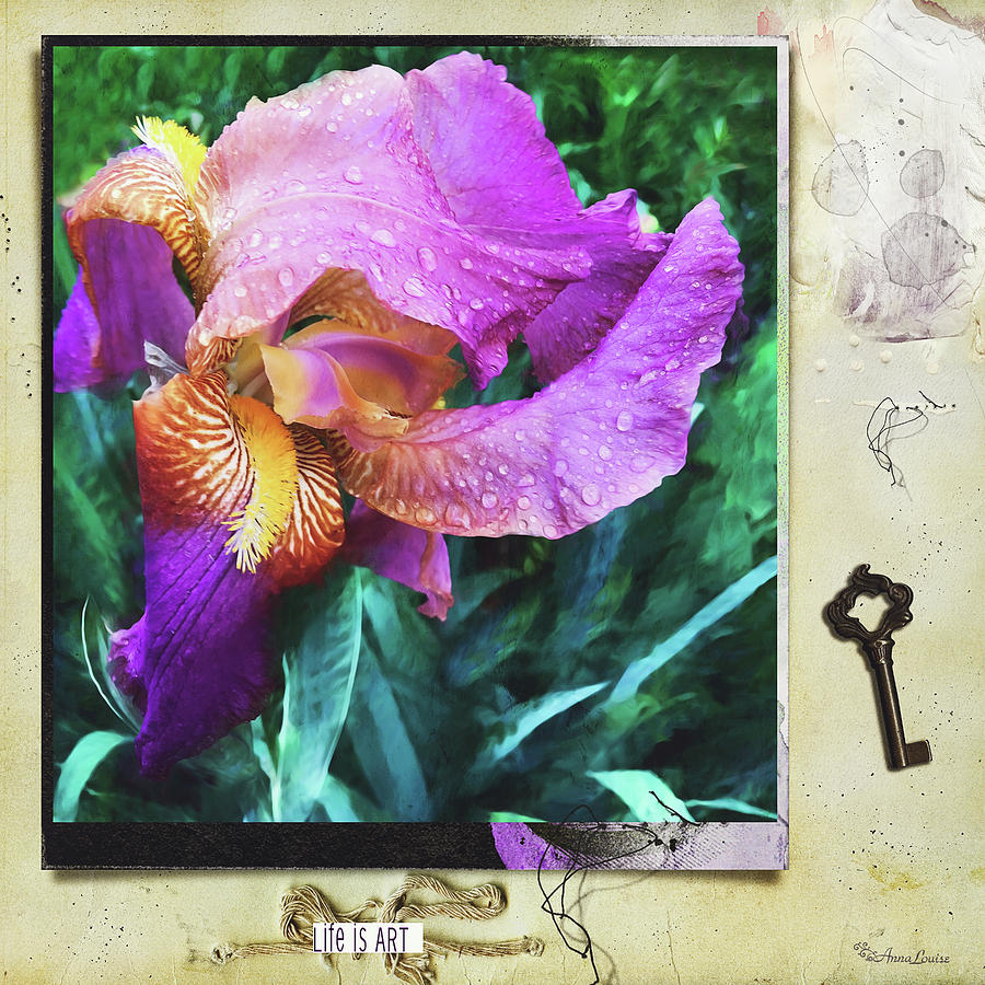 Purple Iris Pictured Photograph by Anna Louise