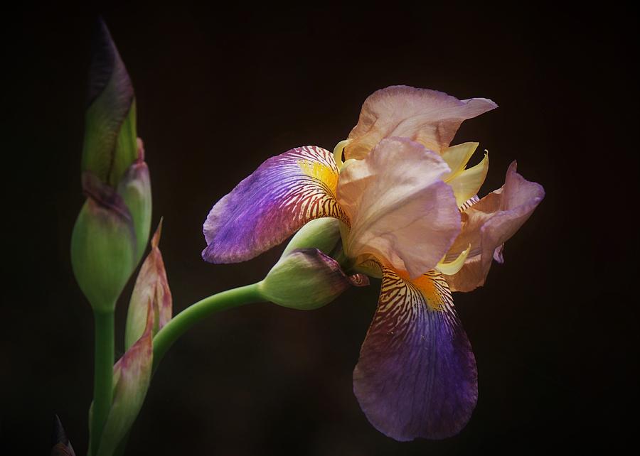 Purple Iris Portrait Photograph by Karen Beasley