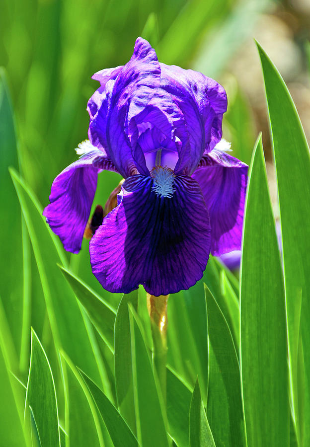 Purple Iris Photograph by Rebecca Higgins