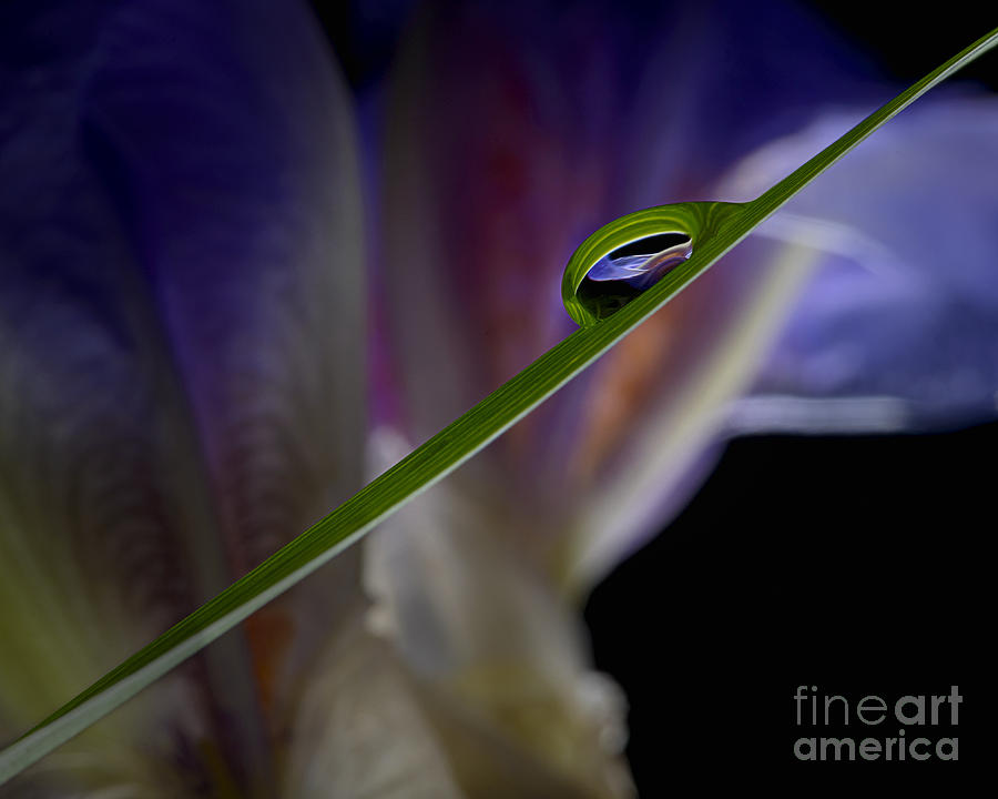 Purple Iris Reflected in a Water Drop Photograph by Art Whitton