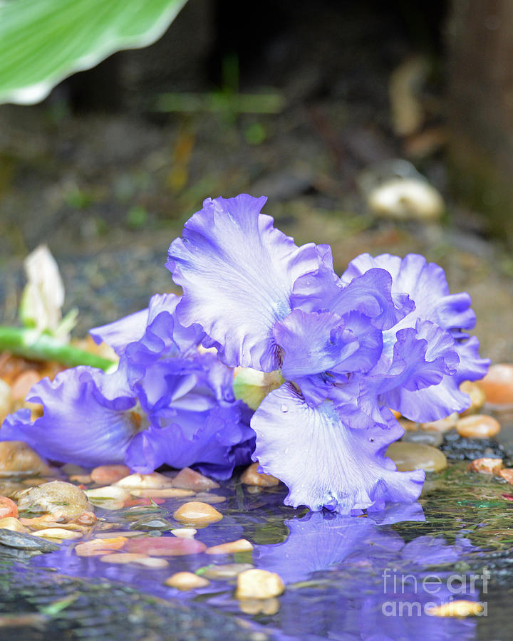 Purple Iris Reflection Photograph by Lila Fisher-Wenzel
