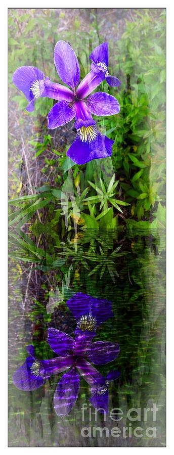 Purple Iris Reflections Photograph by Barbara A Griffin