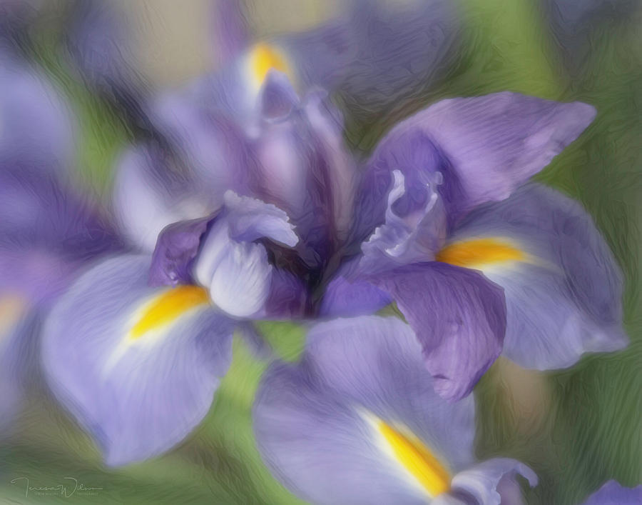 Purple Iris Remix Photograph by Teresa Wilson