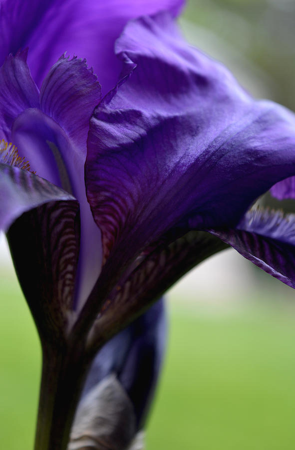 Iris Photograph - Purple Iris by Richard Andrews