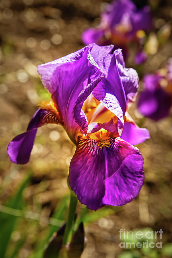 Purple Iris  Photograph by Robert Bales
