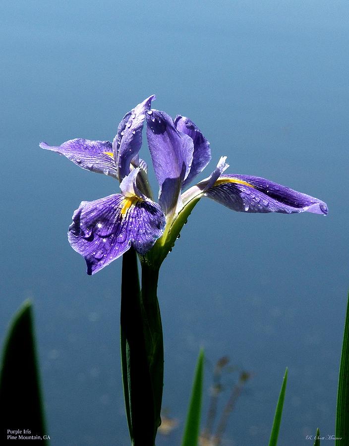 Purple Iris Photograph by Robert Meanor