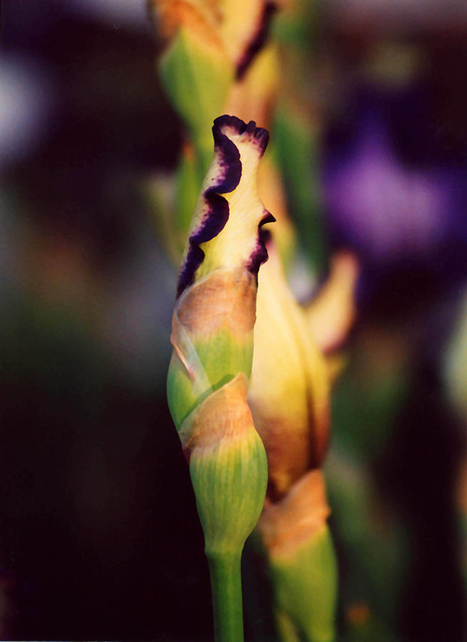Purple Iris Photograph by Robert Suggs