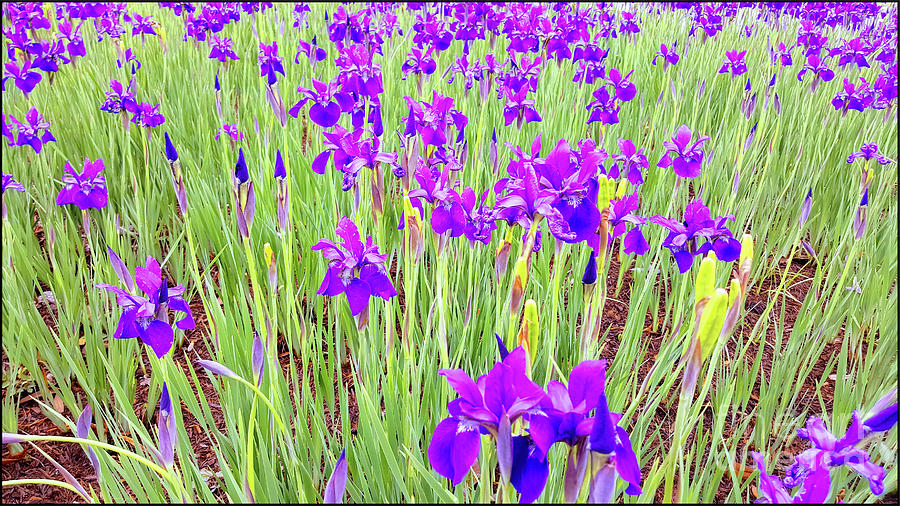 Purple Iris Photograph by Roberta Byram