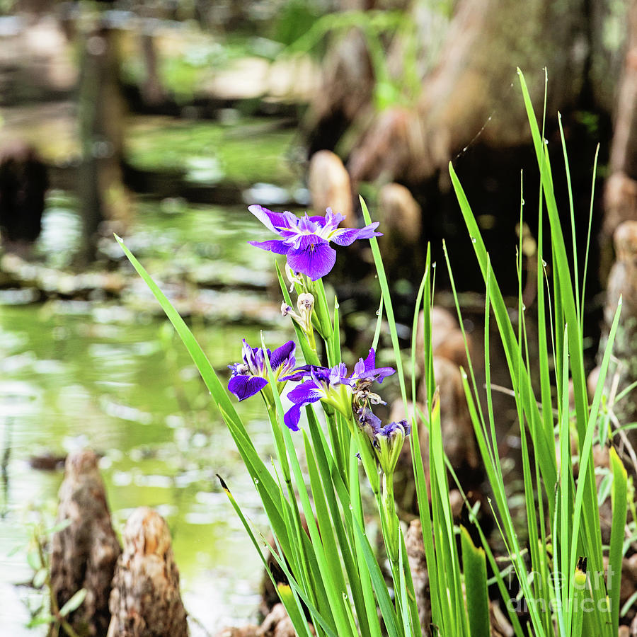 Iris Photograph - Purple Iris - square by Scott Pellegrin