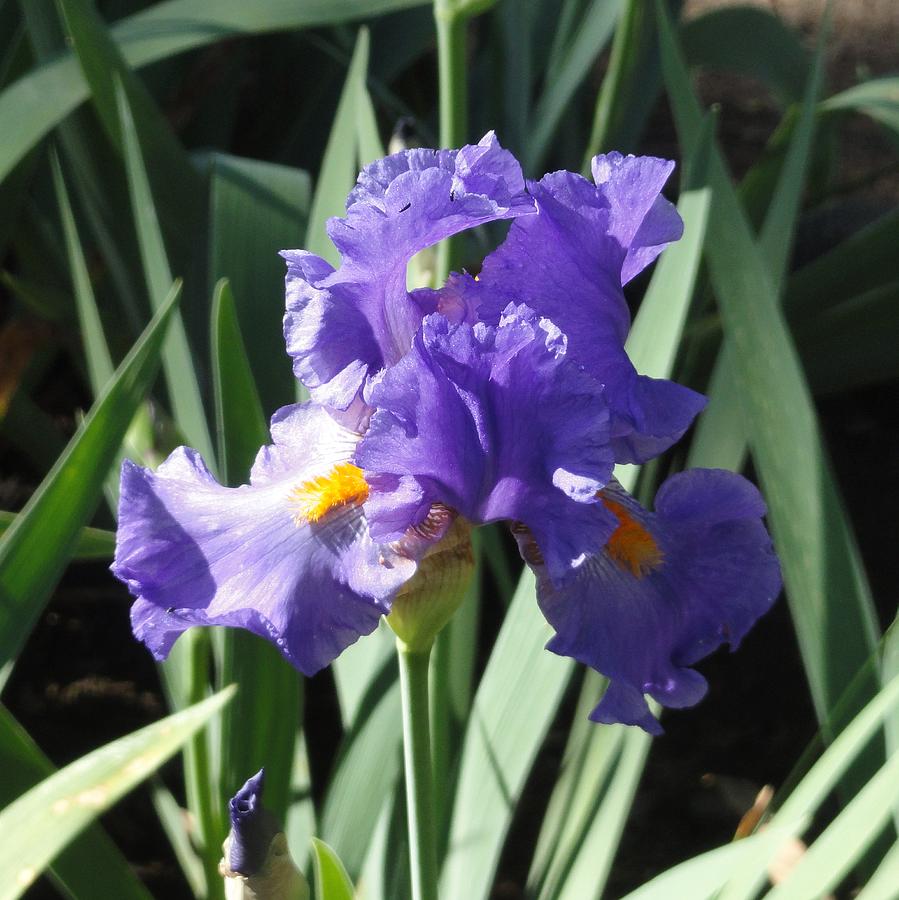 Iris Photograph - Purple Iris by Shannon Grissom