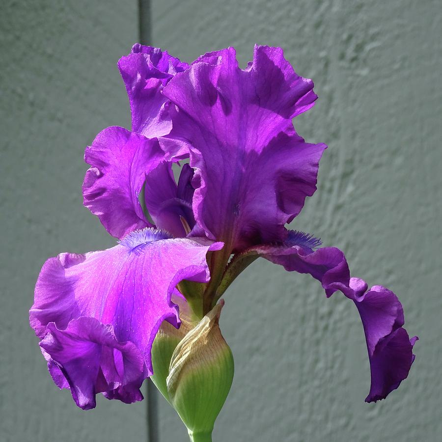 Purple Iris Solo Photograph by Catherine Arcolio