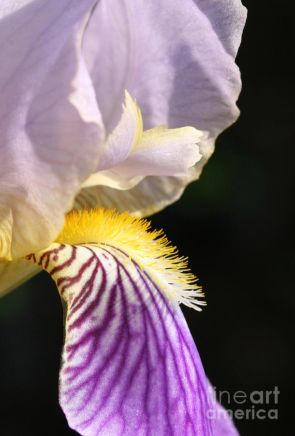 Purple Iris  Photograph by Steve Augustin