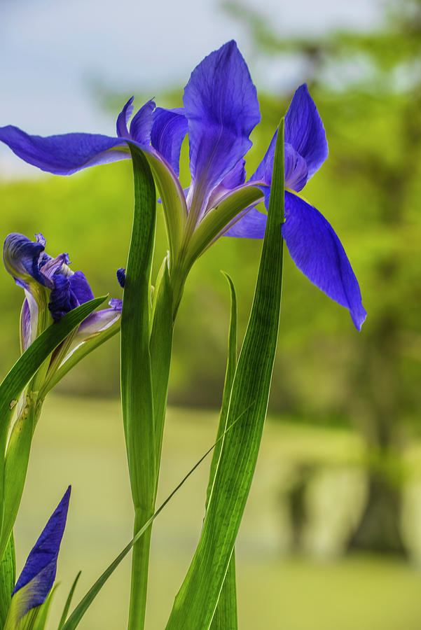Purple Iris Photograph by Steven Ainsworth