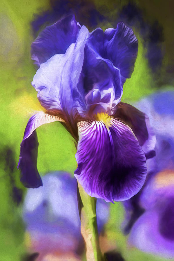 Flower Photograph - Purple Iris by Teresa Wilson