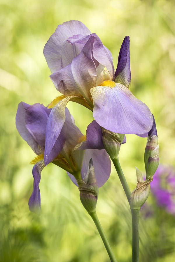 Purple Iris Photograph by Thomas Young