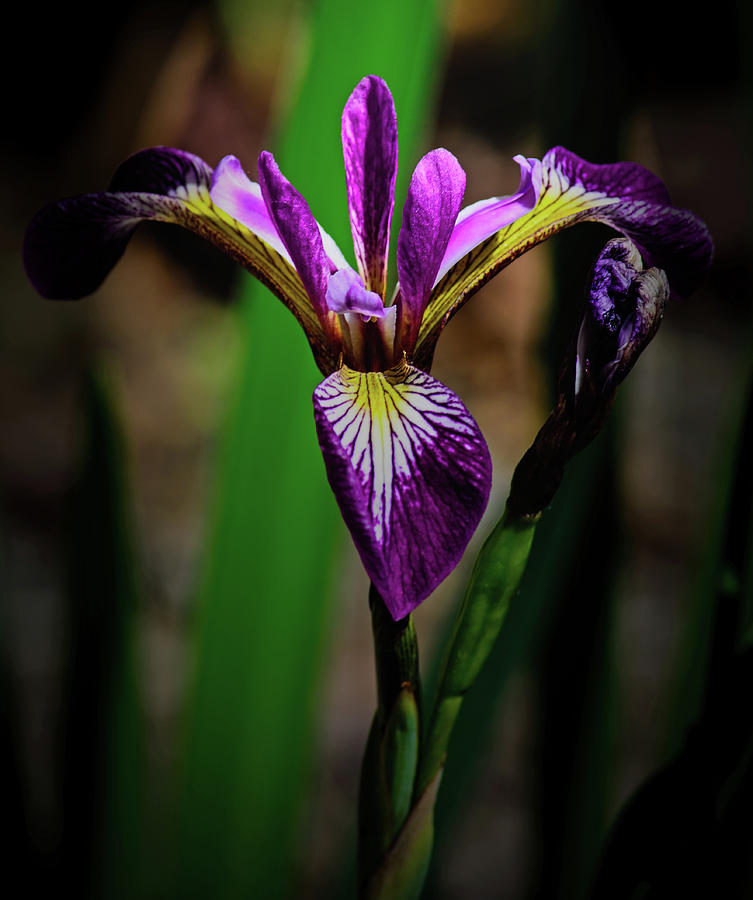 Purple Iris Photograph by Tikvahs Hope