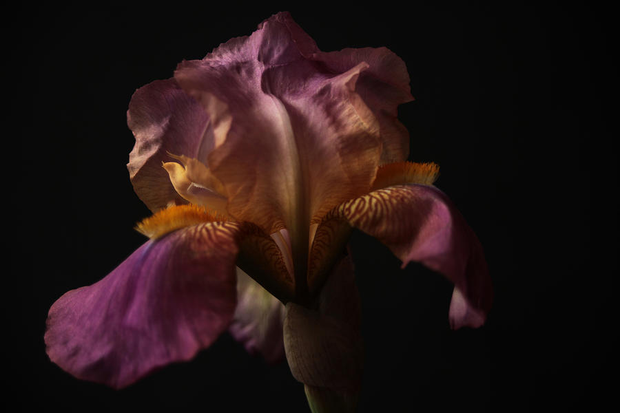 Purple Iris  Photograph by Toni Hopper