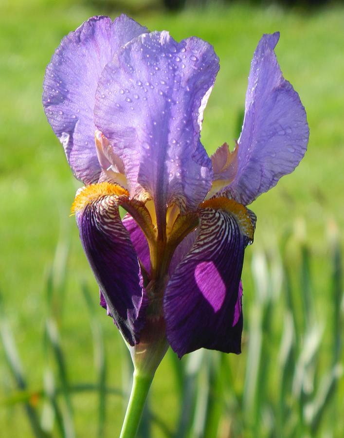 Purple Iris Unedited Photograph by Gallery Of Hope 