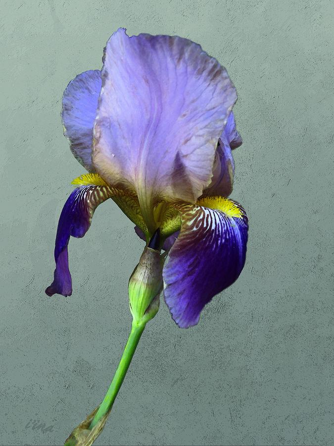 Purple Iris with Bud Mixed Media by Iina Van Lawick