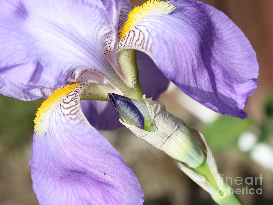 Iris Photograph - Purple Iris with Focus on Bud by Carol Groenen