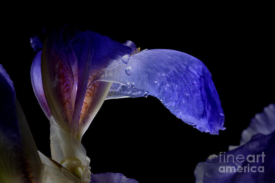 Purple Iris with water drops Photograph by Art Whitton