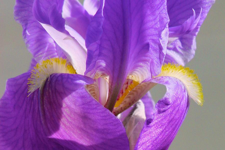 Purple Iris with Yellow Beard Photograph by Polly Castor