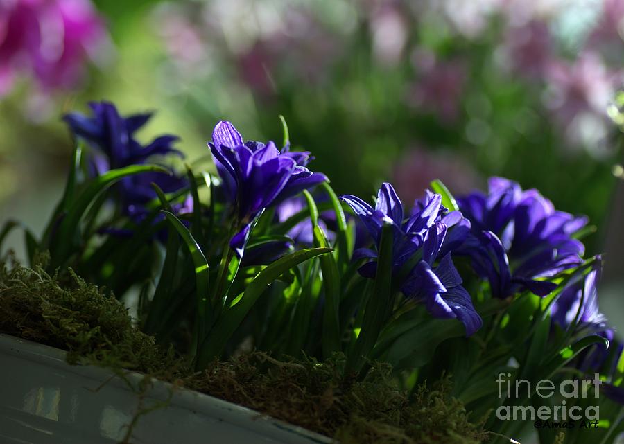 Purple irises Painting by Amalia Suruceanu
