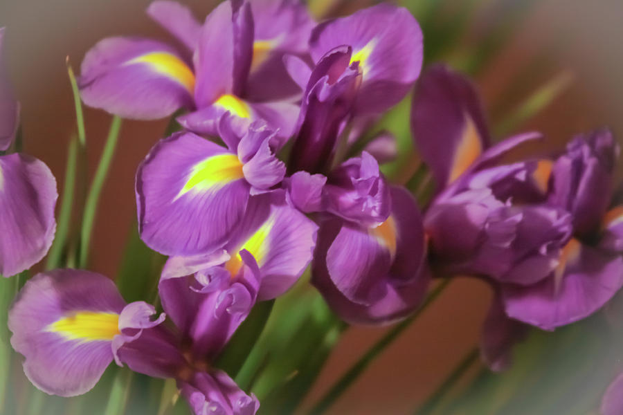Purple Irises Photograph