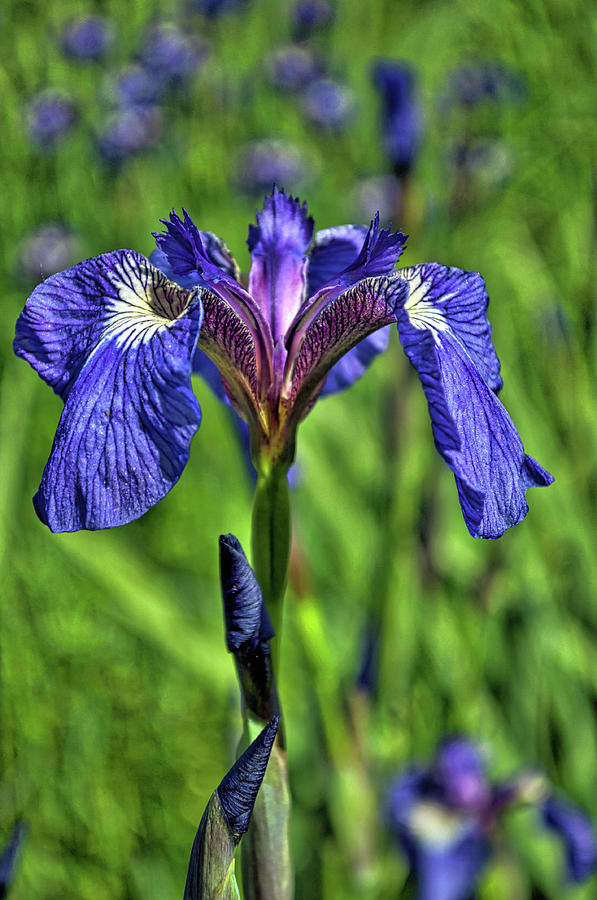 Purple Irises Photograph by Cathy Mahnke