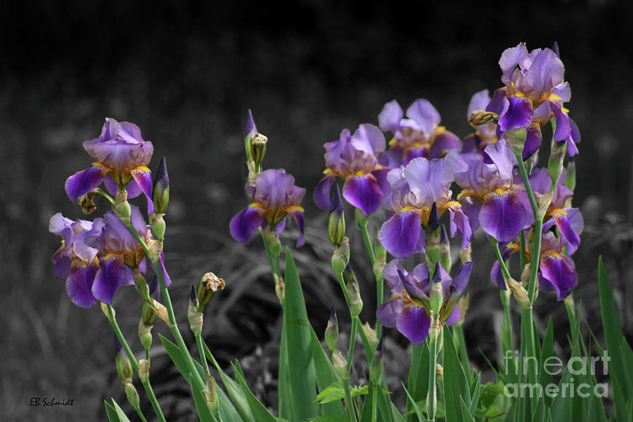 Purple Irises Photograph by E B Schmidt